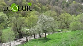 Aram Gyulkhasyan, Director of "State Forest Monitoring Center" SNCO: Forest Fires Reduced in Armenia
