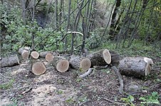 По следам уничтоженного леса 2 - Сюник (фото)
