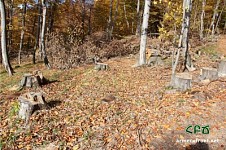 По следам уничтоженного леса 4 - Лори (фото)