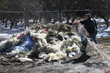 Уничтожены незаконные инструменты для ловли, обнаруженные в озере Севан и прибрежных территориях