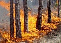 250 Ha of Territory Burnt Down Within 7 Days in Syunik