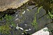 Dying Fish in Hrazdan River Already A Tradition Dying Fish in Hrazdan River Already A Tradition