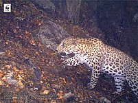 В Армении зарегистрирована положительная динамика  количества Кавказского леопарда: WWF-Армения