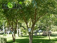 17496  ծառ և թուփ` Երևանի Բաբաջանյան-Տիչինա ճանապարհահատվածի շինարարության ազդեցության տակ