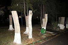 Դավթաշենի ապօրինի ծառահատումների դեպքով ՀՀ դատախազությունում հարուցվել է քրեական գործ. կասկածյալը ձերբակալվել է