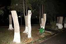 Դավթաշենում 23 բարդի հատելու մեջ մեղադրվողը բնապահպան է, նրան ազատ արձակեցին