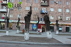 Կրկին ծառերի խորը էտի մասին