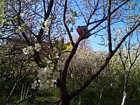 Վաճառվել է Երևանի հերթական կանաչ տարածքը, ահազանգում են բնակիչները