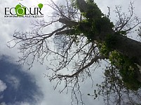 Հերթական ահազանգը՝ ինչ են անում Երևանի սոսիների հետ (Լուսանկարներ)