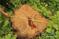 AEF: What Happens with Shikahogh Reserve and Artshakh Forest Frontier