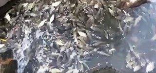 Рыбы Ахурянского водохранилища оказались на полях Армавира