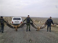 Полиция РА выявила охотника на грифов