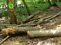 Forestry Head Arrested for Illegal Felling of 408 Trees