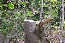 30 Trees Illegally Cut Down in Shikahogh Reserve: Criminal Case Initiated