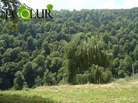 Armenian-Belarus Cooperation Envisages Forest Construction Works on Up To 50,000