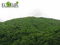 'ArmForest' Being Optimalized
