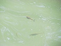 Individual Fish Species Gradually Decreasing in Rivers of Armenia