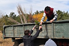 In 2017 ATP Planted 248491 Trees