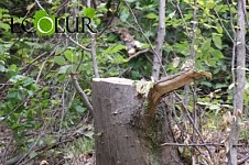 Sanctuary Inspector Suspected in Illegal Tree Felling in Shikahogh Sanctuary