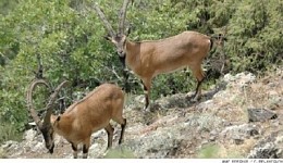 Red-Listed Bezoar Goat Killed in Syunik
