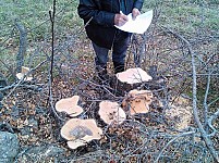 Alarm Signal: Over 600 Trees Felled Down in Arevik National Park