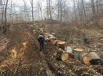 Alarm Signal: Trees Felled Down in 