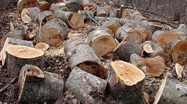 Current and Ex Heads of “Haghartsin Section” Branch of “Dilijan” National Park Filed with Charges