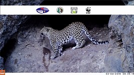 Впервые фотоловушка зафиксировала кавказского леопарда в Хосровском заповеднике