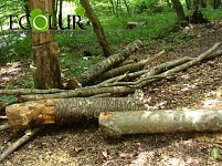Three People Charged with Illegal Tree Felling