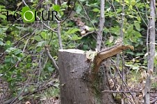 1475 Trees Have Been Illegally Cut Down in Dsegh Forestry Enterprise: Case Filed to Court