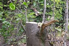 Inspection Estimates 90 Million AMD Damage Caused to Nature As a Result of Tree Felling