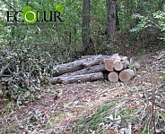 1301 Tress Cut Down Illegally in Sections of “Stepanavan Forestry” Branch; Criminal Case Initiated