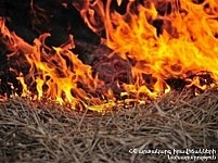 Fire near Arzakan Forestry Enterprise: Help Needed