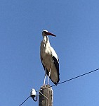 Stork Already Not A Migratory Bird
