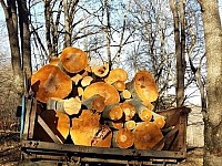 Over 30 Million AMD Fine for Illegal Tree Felling