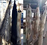 Police To Deal With Sale of Wild Animal Fur Sale in Garni Temple Area