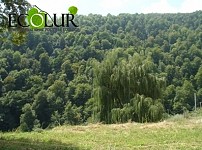 Illegal Tree Felling Decreased at Dilijan National Park