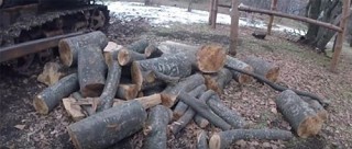 Tree Felling in Dilijan National Park