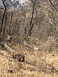 Unknown Person Felled Down 24 Trees in Dilijan National Park