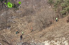 30 Trees Illegally Cut Down in Gugarq Forestry Enterprise