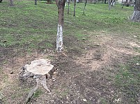 Рубки деревьев в Кольцевом бульваре