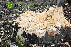 Illegal Tree Felling Cases Recorded in Sevan National Park