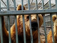Медведи останутся в клетке, так как никто не согласился принять их
