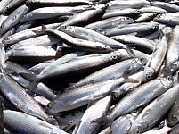 Registration of Fish Reserves Not To Be Carried in Lake Sevan
