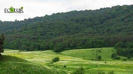 Criminal Case Initiated Based on Public Environmental Court Verdict on Forests