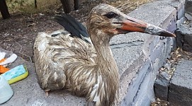 По факту массовой гибели аистов в Араратской области проверяются утечки сточных вод от хозяйствующих субъектов