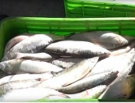 Directors of a Number of Branches of “Sevan National Park”, Abusing Their Official Powers, Permitted Illegal Fishing of “Sig” in Exchange for a Bribe
