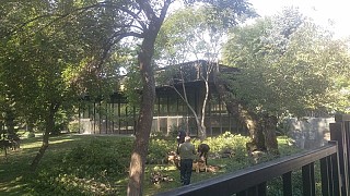 Ծառահատում սիրահարների այգում