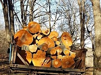 Another Tree Felling Case Detected in Tavush