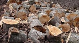 74 Trees Illegally Felled in Artsvaberd Forestry Area Causing About 6 Million AMD Damage to State